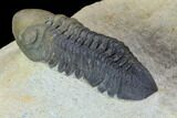 Two Beautiful Reedops Trilobites - Atchana, Morocco #125467-5